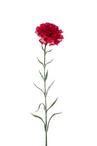 Dianthus spray red 67cm