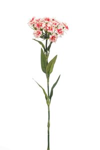 Dianthus spray tt pink 53cm