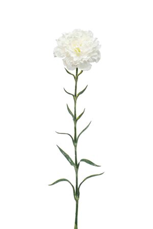 Dianthus spray white 67cm
