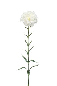 Dianthus spray white 67cm