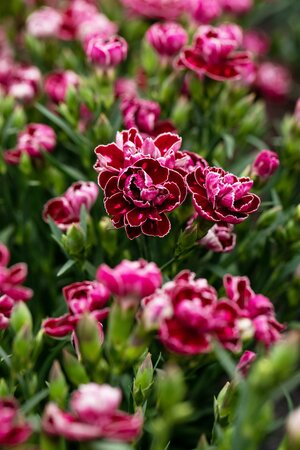 Dianthus 'Starburst' ®