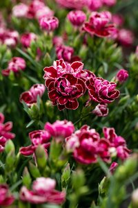 Dianthus 'Starburst' ®