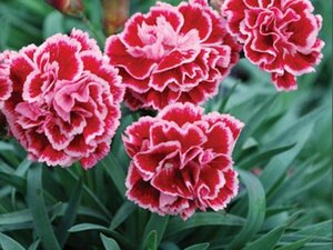Dianthus 'Sugar Plum' ®