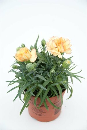 Dianthus Sunflor® 'Bling Bling'