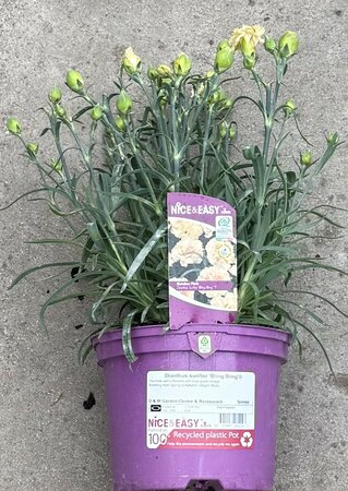 Dianthus sunflor 'Bling Bling'®