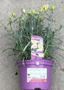 Dianthus sunflor 'Bling Bling'®