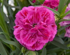 DIANTHUS SUPER TROUPER MARIE