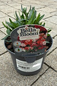 Dianthus Trixi Oscar 4