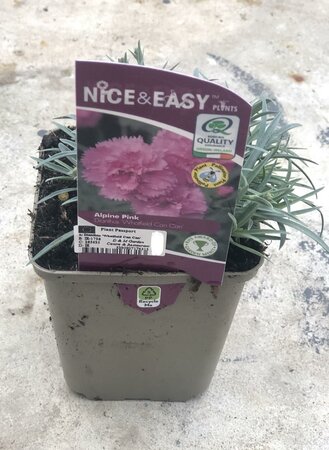 Dianthus 'Whatfield Can Can'