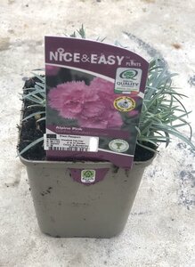 Dianthus 'Whatfield Can Can'