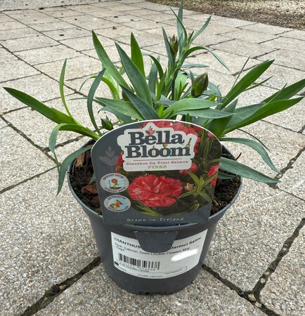 DIANTHUS x Hybrida Davinci Salmon