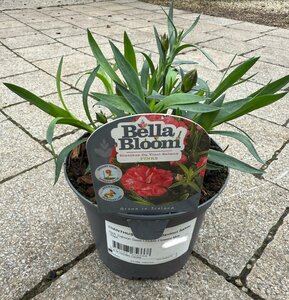 DIANTHUS x Hybrida Davinci Salmon