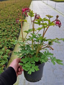 Dicentra spec.rose