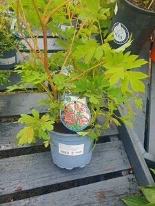 Dicentra spectabilis