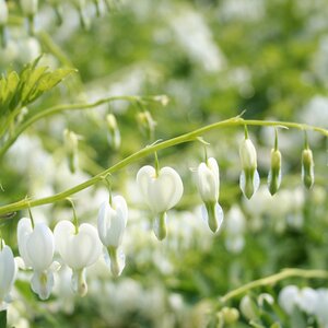Dicentra spectabilis 'Alba'