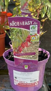 Dicentra 'Valentine'