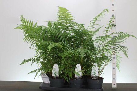 Dicksonia antarctica  1.5 Ltr pot