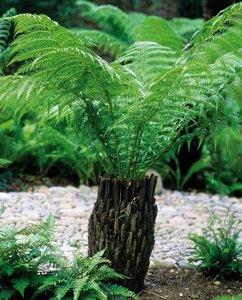 DICKSONIA ANTARCTICA - Tree Fern