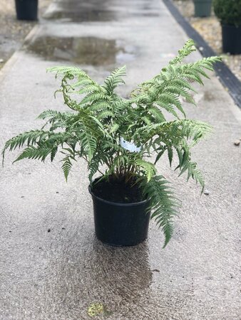 DICKSONIA antartica