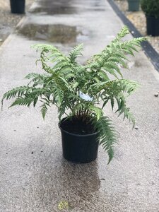 DICKSONIA antartica
