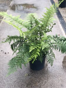 DICKSONIA antartica