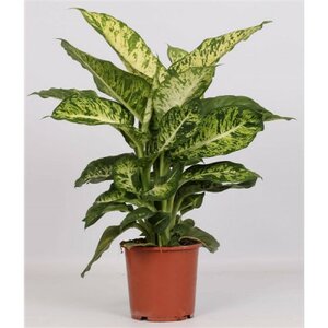 Dieffenbachia mars