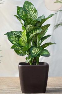 Dieffenbachia plant  in pot