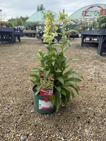 Digitalis grandiflora 'Carillon'