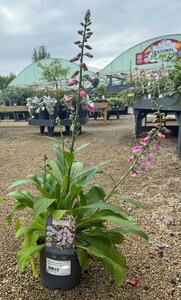 DIGITALIS Lucas Pink