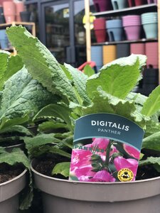 Digitalis Panther