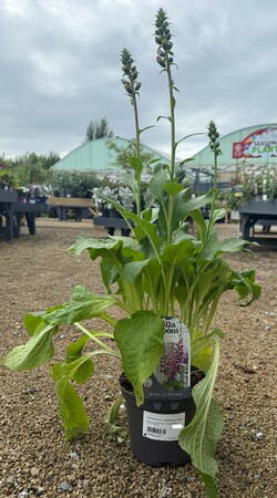 DIGITALIS pur. Dalmation Purple
