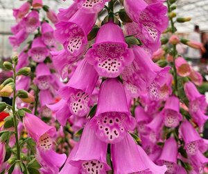 DIGITALIS pur. Pink Panther