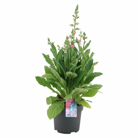 Digitalis purp. 'Hanabee Pink'