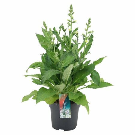Digitalis purp. 'Hanabee White'