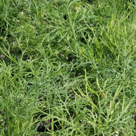 Dill