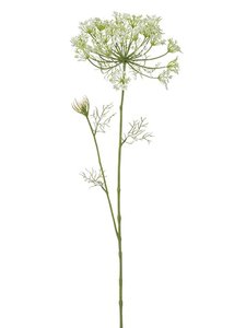 Dill spray cream 72cm