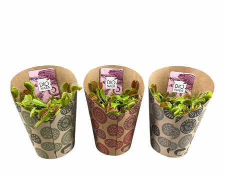 Dionaea muscipula 'Venus Flytrap'