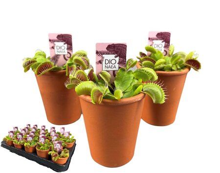 Dionaea muscipula 'Venus Flytrap'