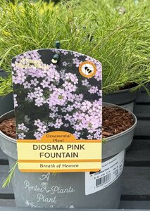 DIOSMA PINK FOUNTAIN