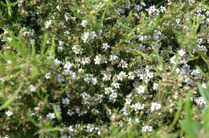 DIOSMA PINK FOUNTAIN RP
