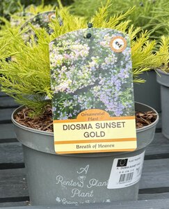 DIOSMA SUNSET GOLD