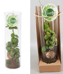 Dischidia 'Snaily' / 11 cm glass pot