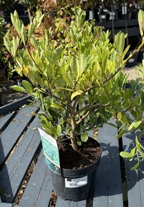 DISTYLIUM BLUE CASCADE