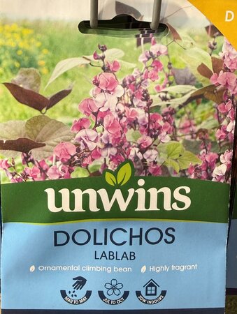 Dolichos Lablab - image 1