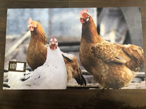 Doormat Chicken