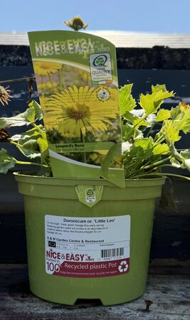 Doronicum or. 'Little Leo'
