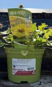 Doronicum or. 'Little Leo'