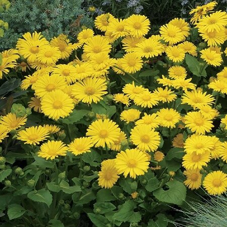 Doronicum or. 'Little Leo'