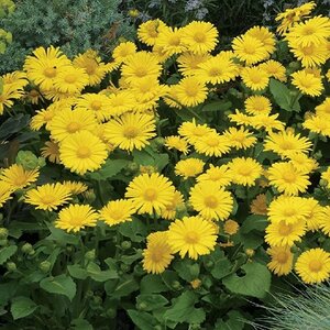 Doronicum or. 'Little Leo'
