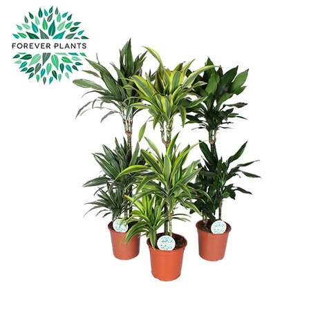 Dracaena deremensis mix²